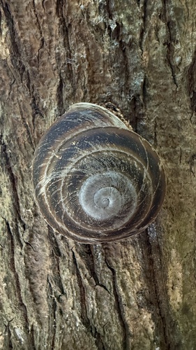 Banded Caracol
