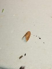 Apoda y-inversa