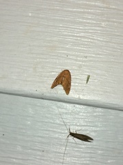 Apoda y-inversa
