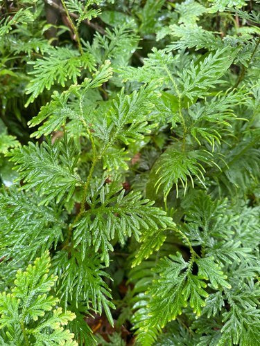 Selaginella plana observed 2026-08-31