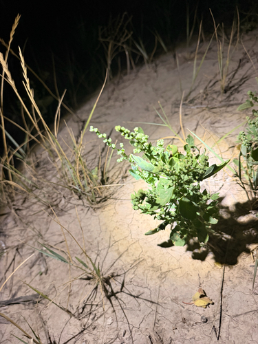 Mealy Goosefoot