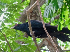 Eudynamys scolopaceus