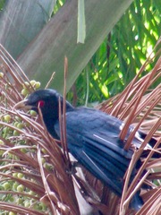 Eudynamys scolopaceus