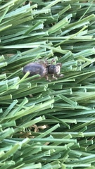 Habronattus pyrrithrix