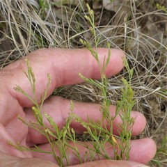 Lechea tenuifolia