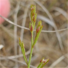 Lechea tenuifolia