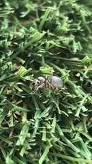 Habronattus pyrrithrix