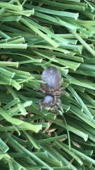 Habronattus pyrrithrix