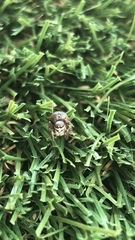 Habronattus pyrrithrix