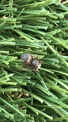 Habronattus pyrrithrix