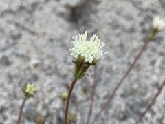 Chaenactis santolinoides
