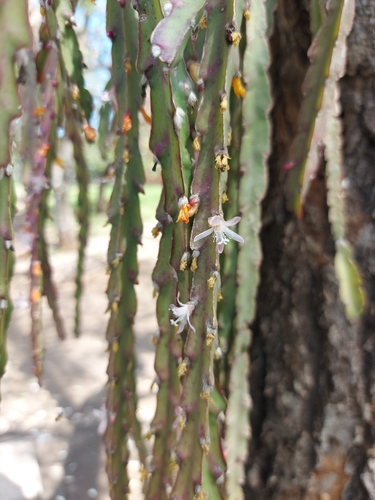 Lepismium cruciforme, photograph 5