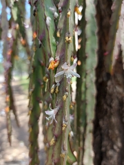 Lepismium cruciforme, photograph (c) Gabriel Fernandes, some rights reserved (CC BY)