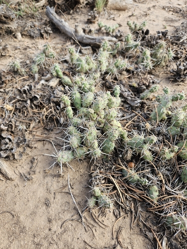 Brittle Pricklypear