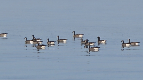 Canada Goose