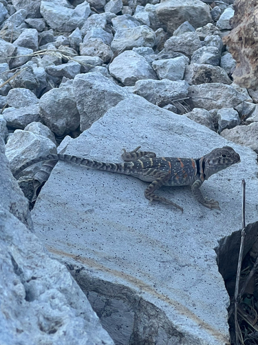 Eastern Collared Lizard