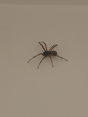 Noble False Widow