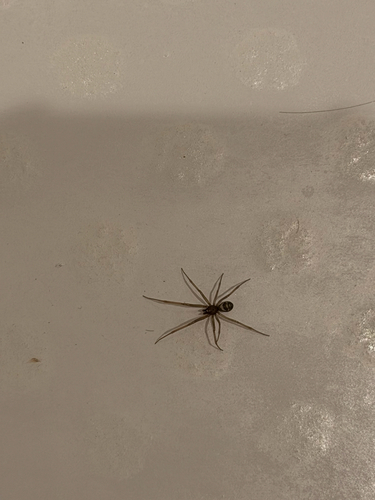 False Black Widow