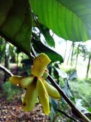 Guatteria amplifolia