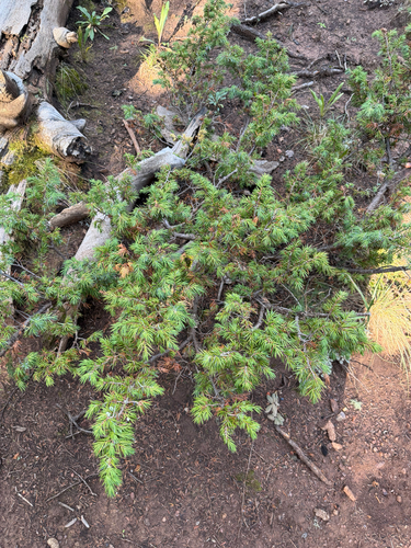 common juniper