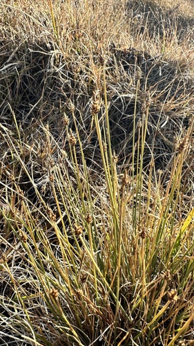 Carex capitata observed 2026-09-04