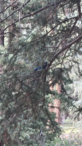 Steller's Jay