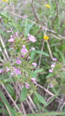 Hedeoma acinoides