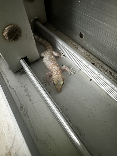 Mediterranean House Gecko