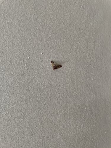 Meal moth