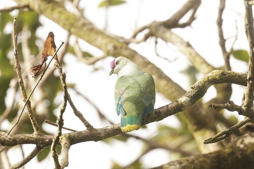 Ptilinopus porphyraceus observed 2026-08-28