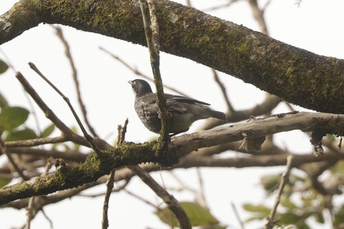 Aplonis tabuensis observed 2026-08-28
