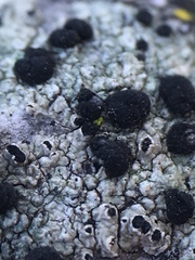 Tephromelataceae
