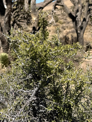 (c) CK2AZ, some rights reserved (CC BY) Prunus fasciculata, photograph (c) CK2AZ, some rights reserved (CC BY)