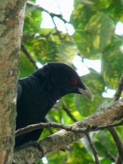 Eudynamys scolopaceus