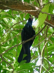 Eudynamys scolopaceus