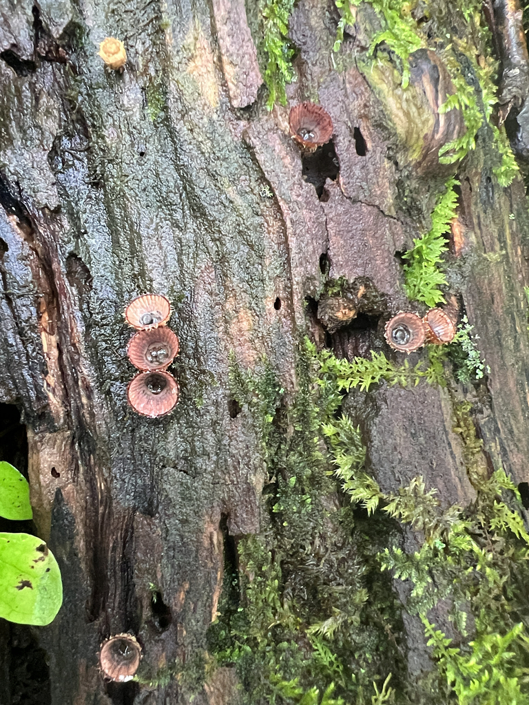 fluted bird's nest fungus · September 2026 · photo: Photo: (c) Katy Swiere, some rights reserved (CC BY) · iNaturalist