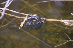 Lithobates pipiens
