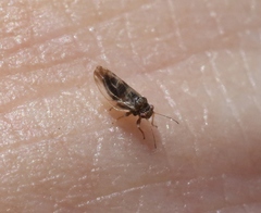 Euglyptoneura minuta