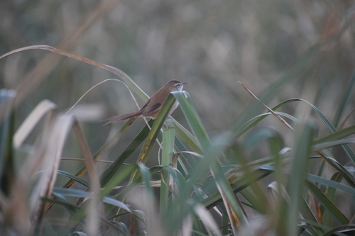 Sulphur-bearded Reedhaunter