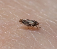 Euglyptoneura minuta