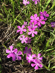 Phlox cuspidata