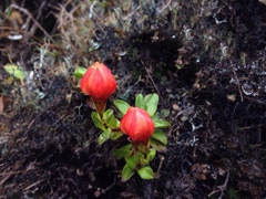 Gentianella scarlatinostriata