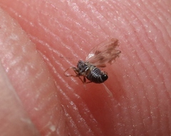 Euglyptoneura minuta