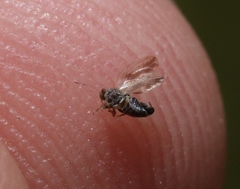 Euglyptoneura minuta