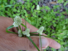 Cyperus sesquiflorus sesquiflorus