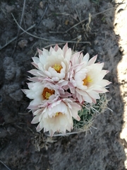 Coryphantha ottonis