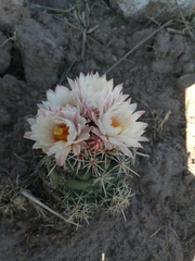 Coryphantha ottonis