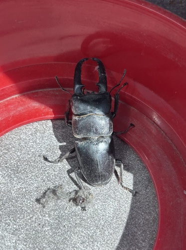 Serrognathus titanus castanicolor