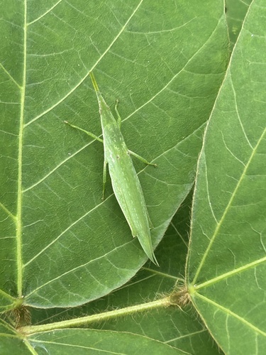 Atractomorpha lata