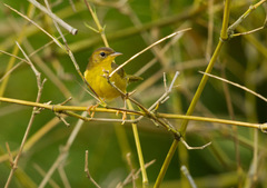 Geothlypis aequinoctialis